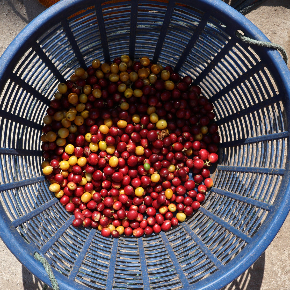 NEU!! BIO SAN MIGUEL GUATEMALA Ernte 2026