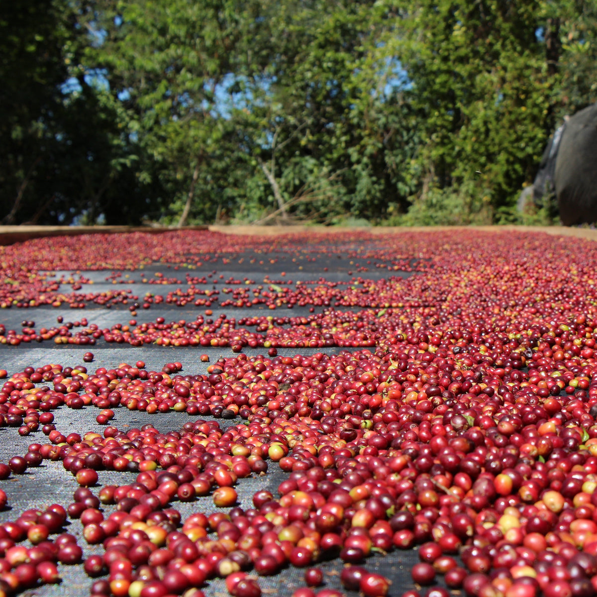 BIO HONDURAS COMBRIFOL Ernte 2026