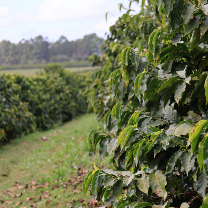 BIO BRASILIEN FAZENDA SANTO ANDRÉ natural Ernte 2025