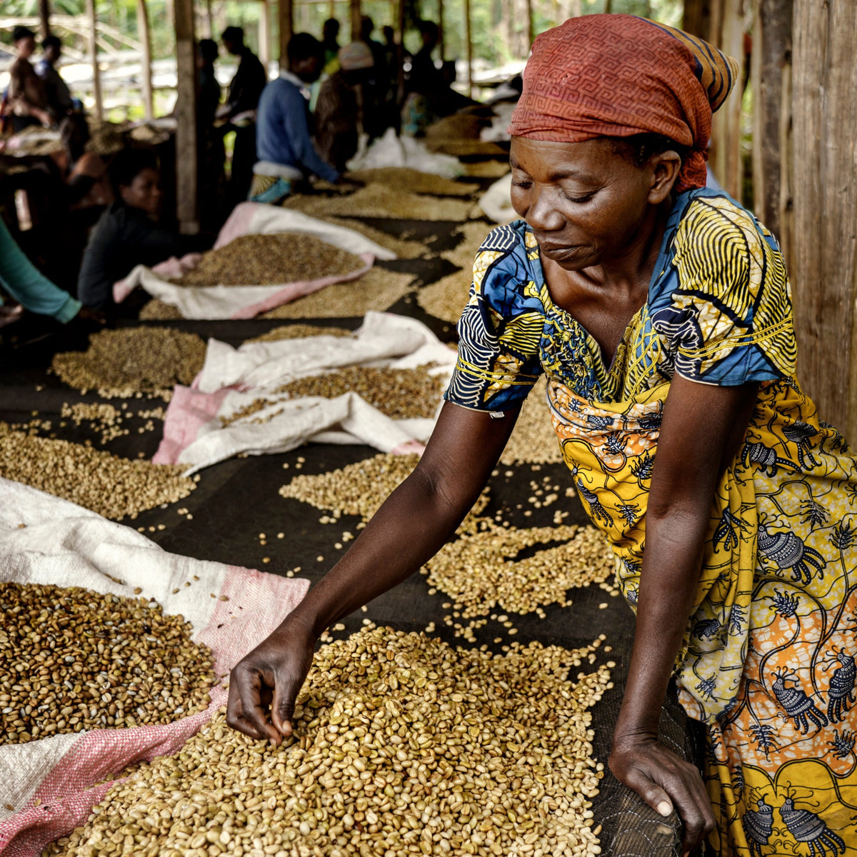 BIO D.R. KONGO MUUNGANO Ernte 2025