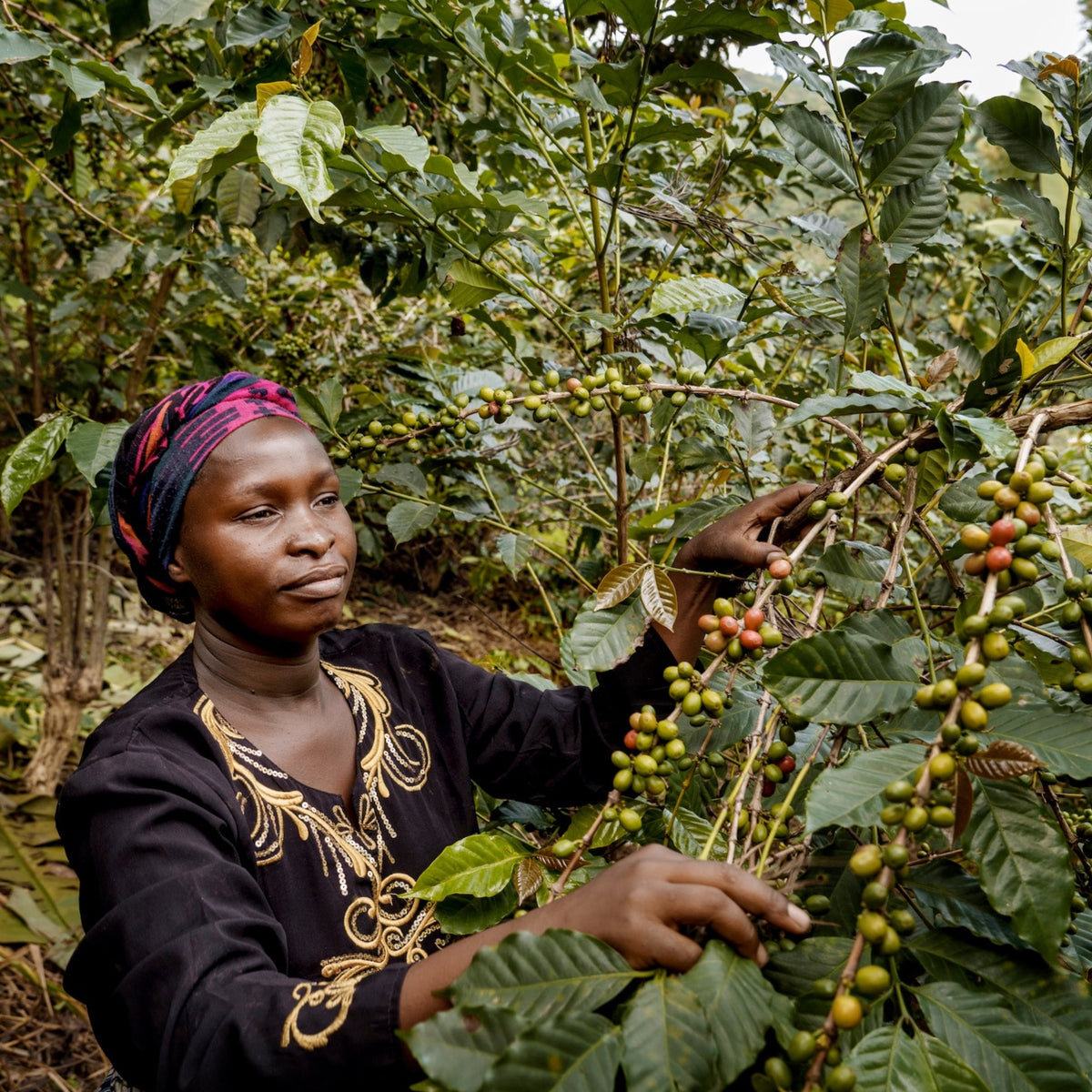 BIO D.R. KONGO MUUNGANO Ernte 2025