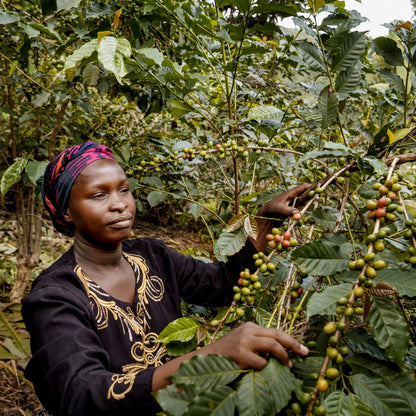 BIO D.R. KONGO MUUNGANO Ernte 2025